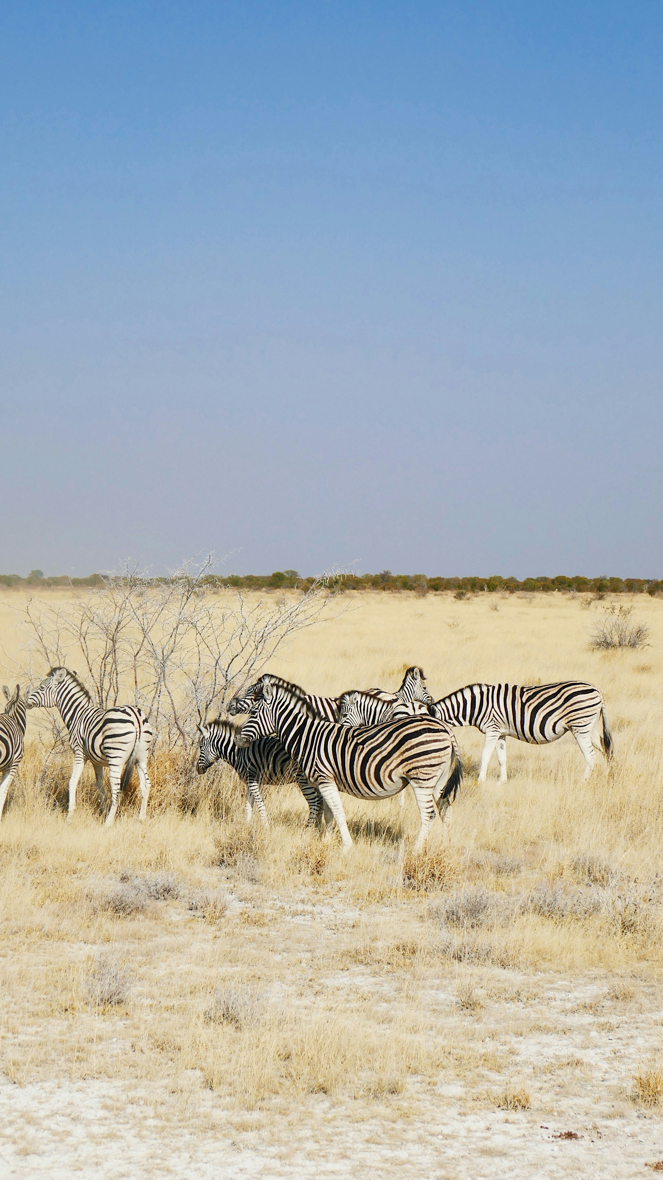 a herd of zebra walking across a dry grass field