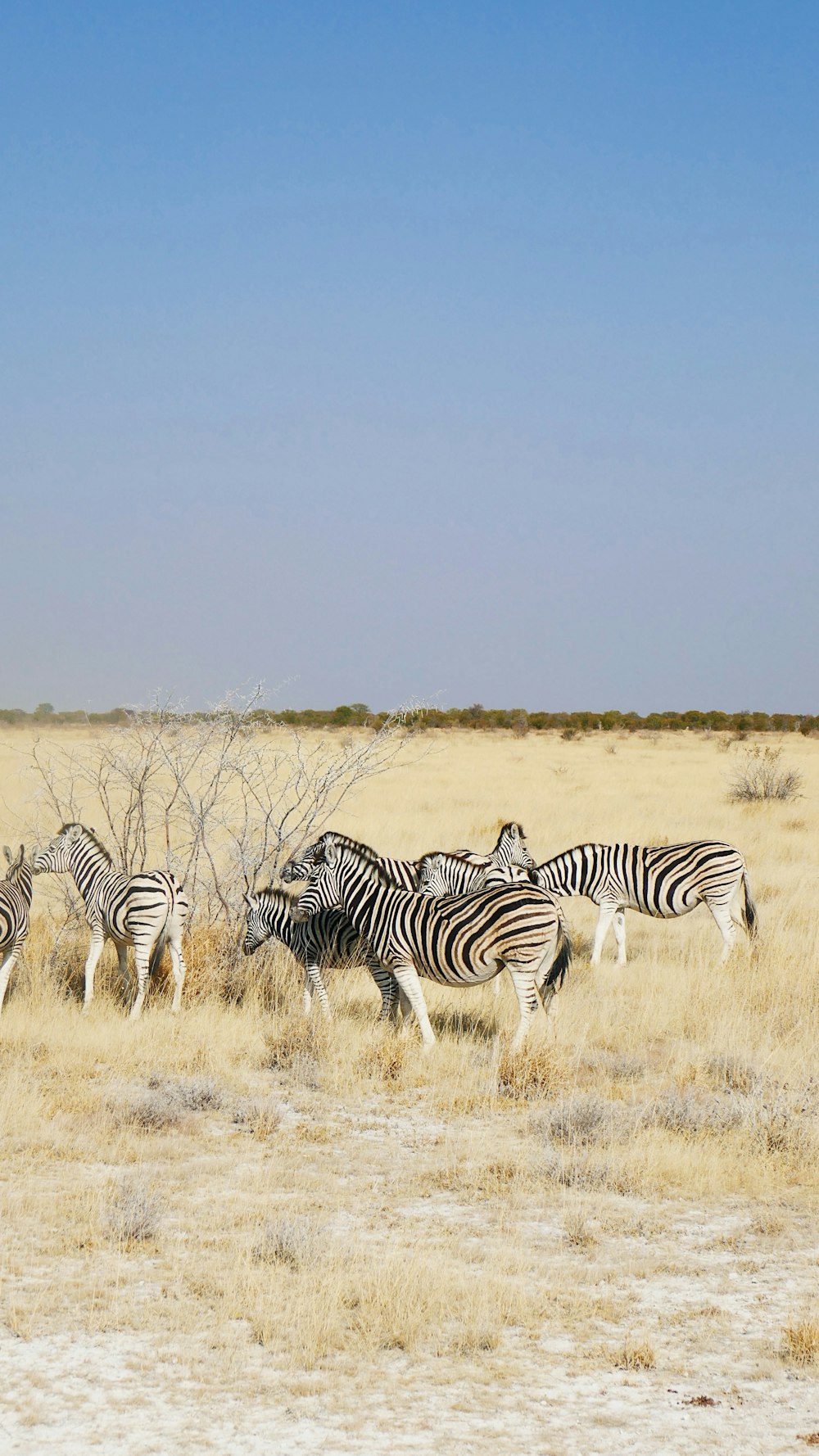 Un branco di zebre che cammina attraverso un campo di erba secca