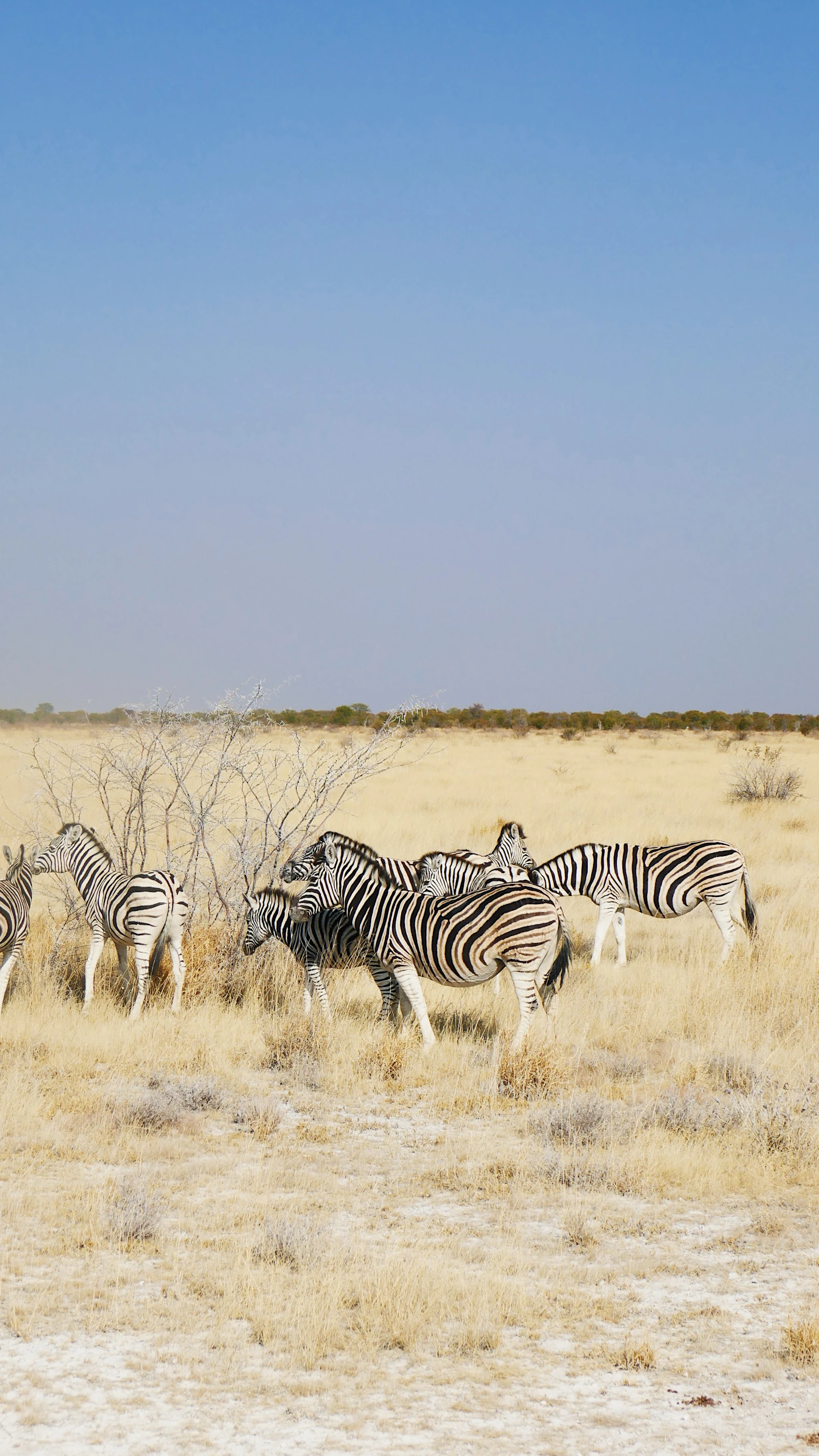 Etosha National Park