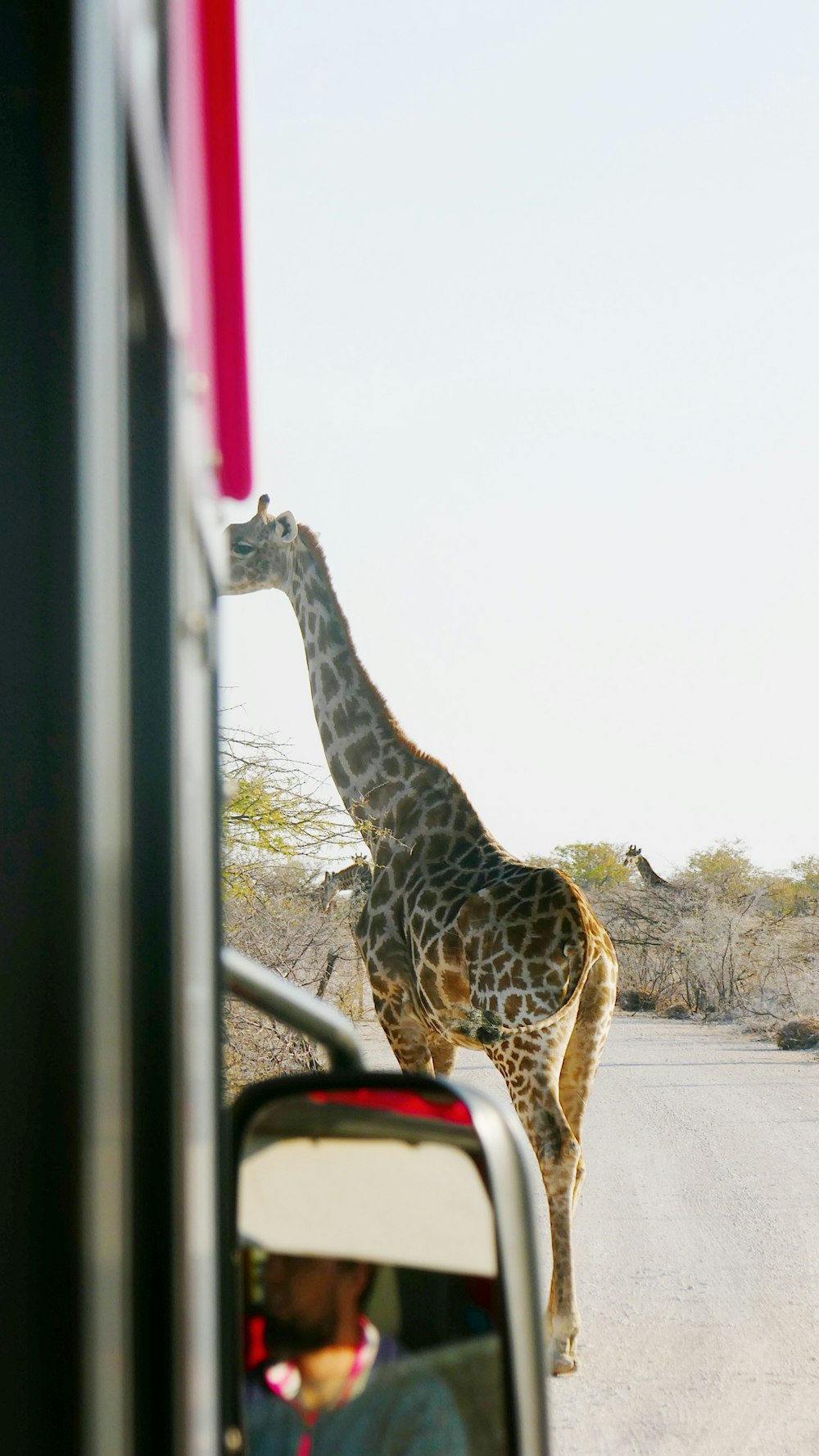 uma girafa ao lado de um carro em uma estrada