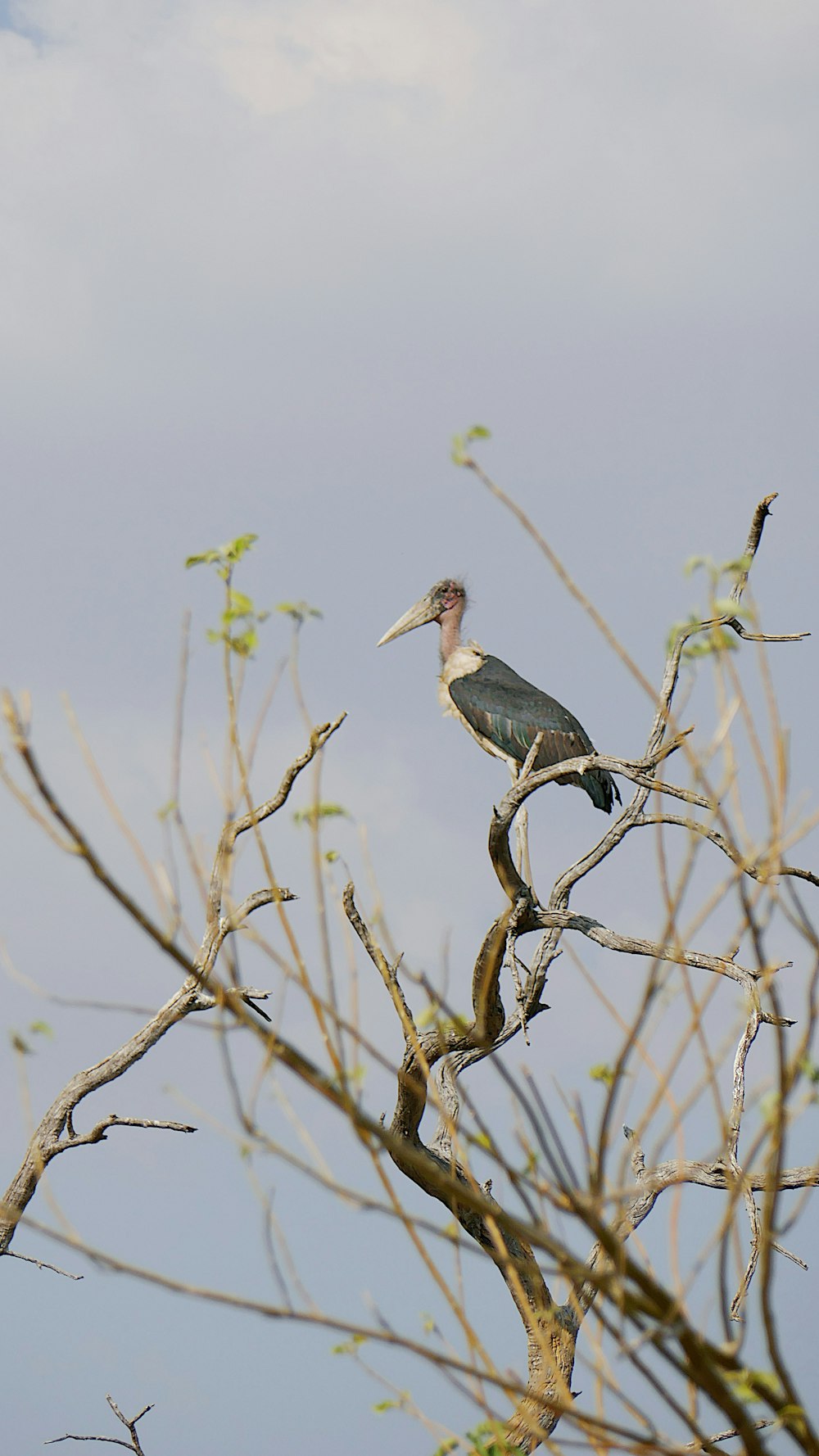 a bird sitting on top of a tree branch