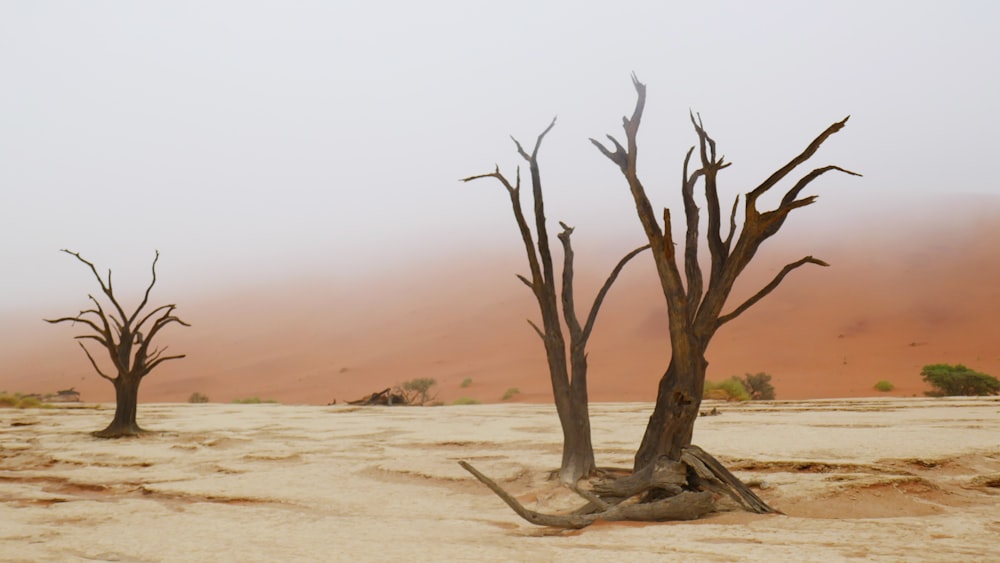 two dead trees in the desert with sand blowing in the background