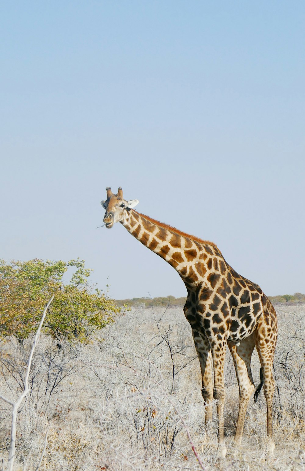 uma girafa em pé em um campo de grama seca