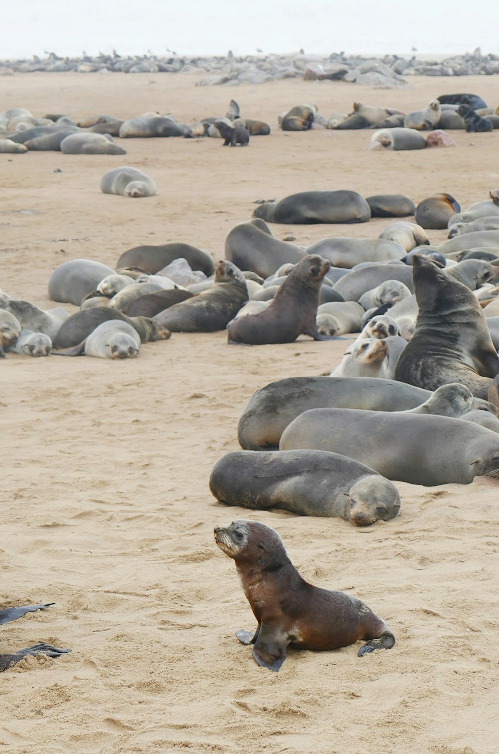 um grupo de leões marinhos deitado em uma praia de areia