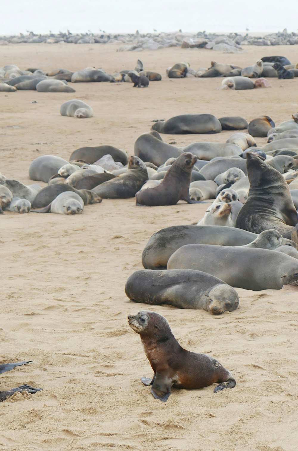 Un groupe d’otaries allongées sur une plage de sable