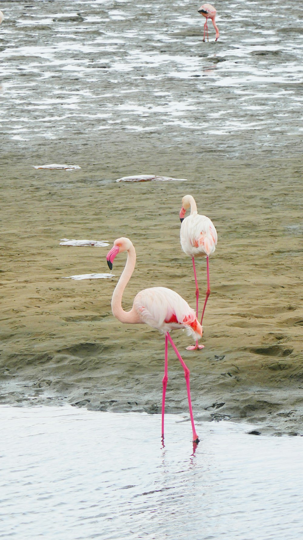 three flamingos are standing in the water at the beach