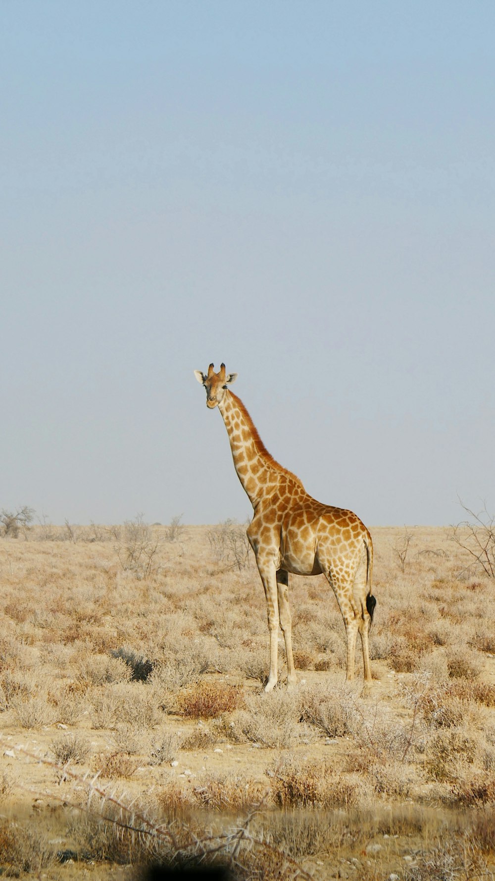 uma girafa em pé em um campo de grama seca