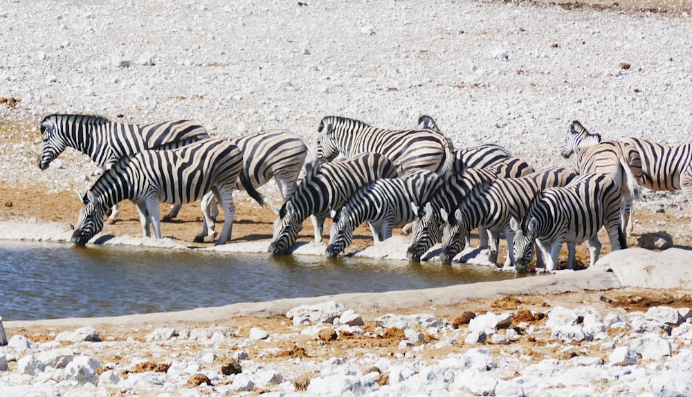 a herd of zebras drinking water from a pond