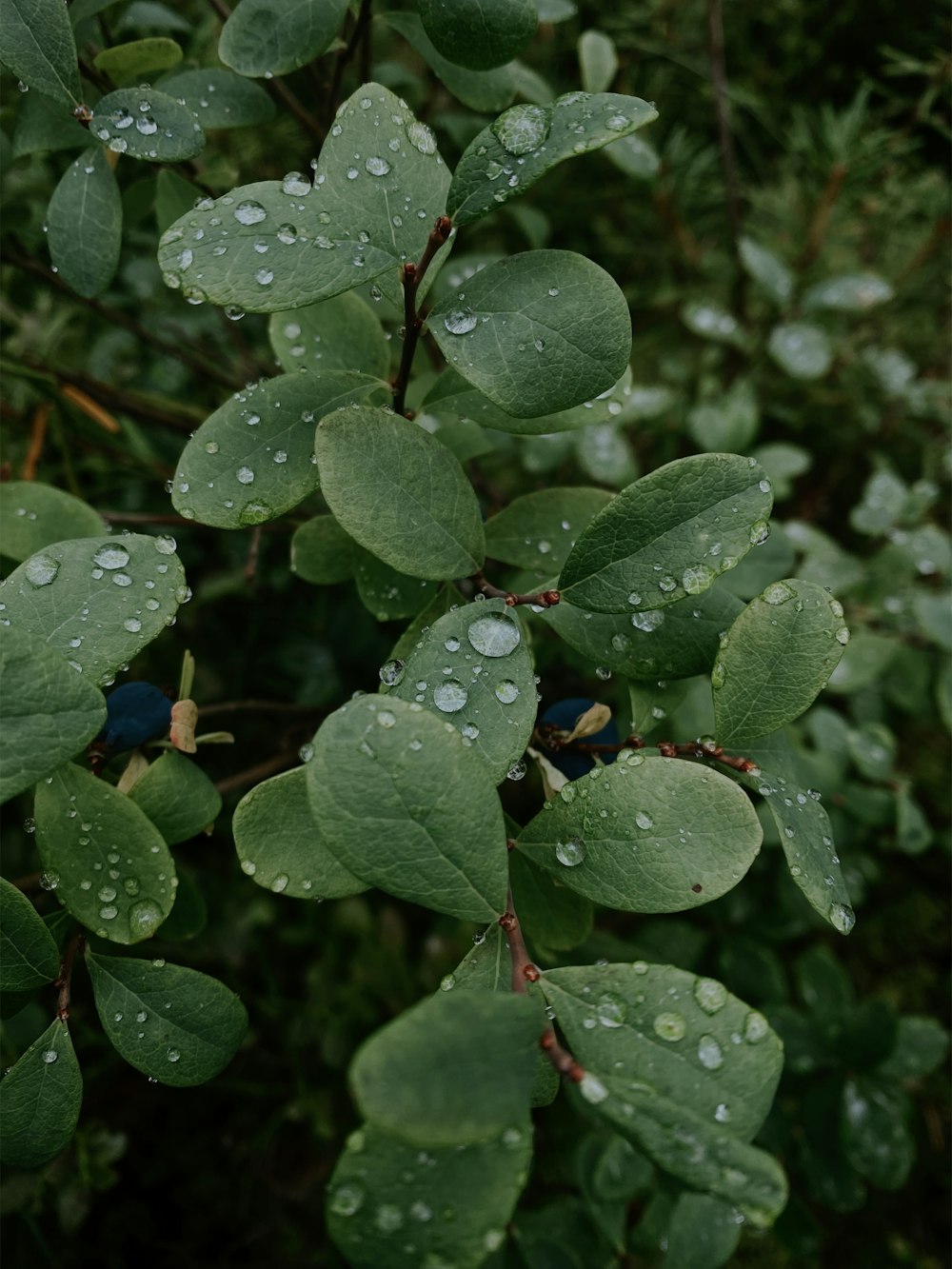 a close up of leaves with water droplets on them