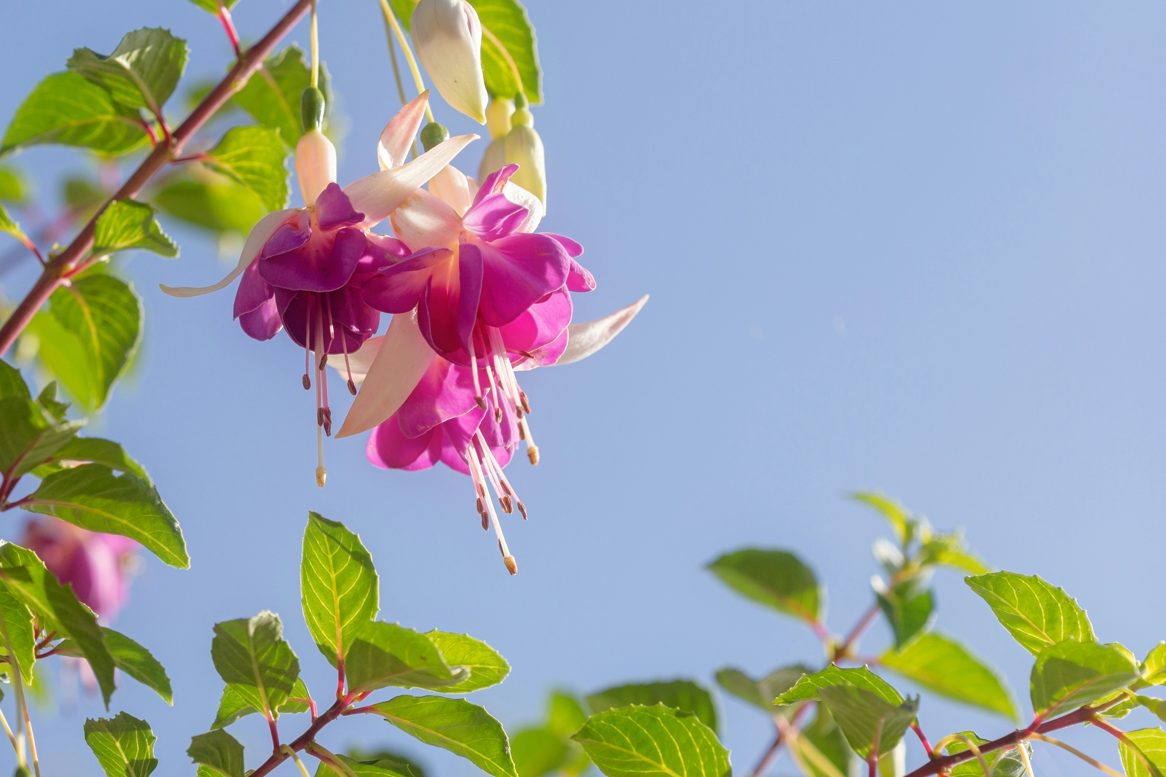 Une fleur rose et blanche suspendue à un arbre photo Photo Fleur