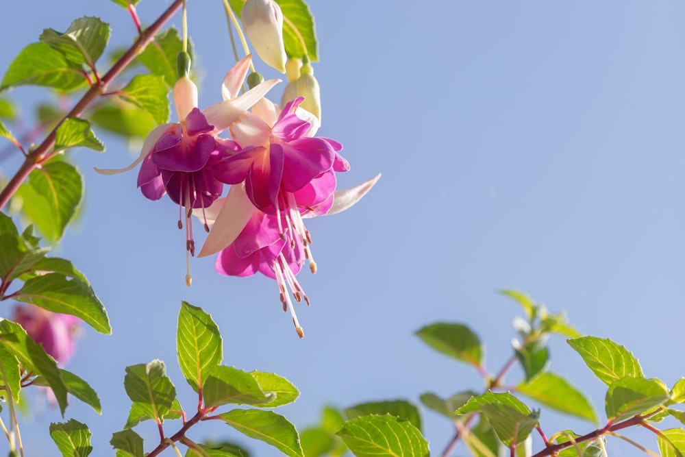 a pink and white flower hanging from a tree