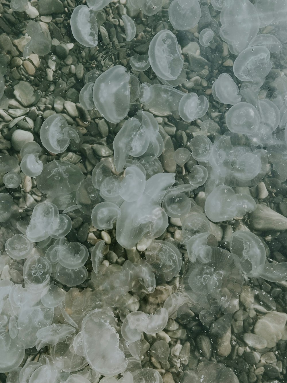 a bunch of jellyfish floating on top of a rocky beach