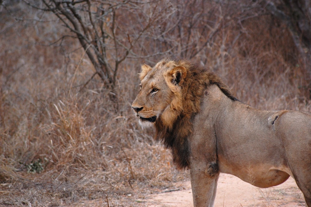 a lion standing in the middle of a dirt road