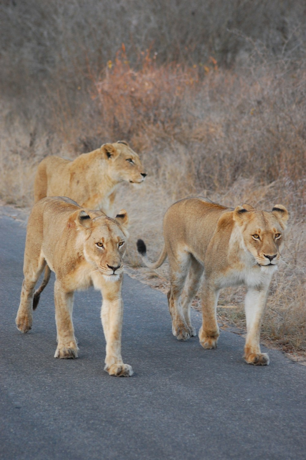 a group of lions walking down a road