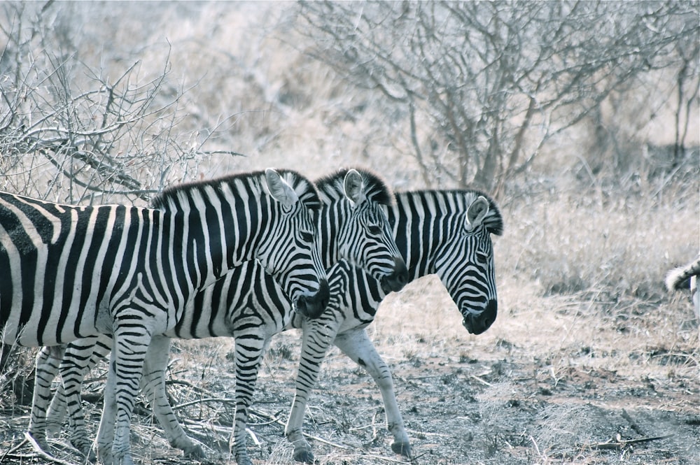 a group of zebra standing next to each other on a field