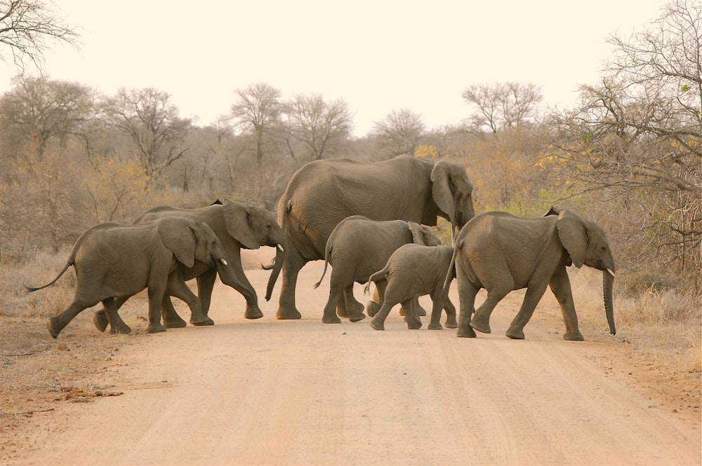 a herd of elephants crossing a dirt road