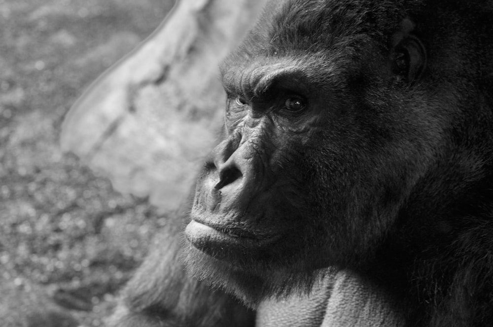 uma foto em preto e branco de um gorila
