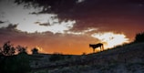 A majestic mare silhouetted against a golden sunset over rolling hills.