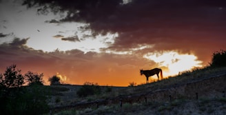 A sweeping view of Colorado foothills with a horse and rider overlooking a luxury estate at sunset.