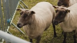 a herd of sheep standing next to a metal fence