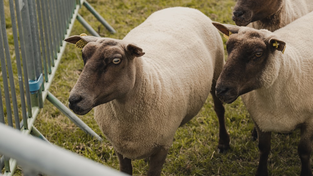 a herd of sheep standing next to a metal fence