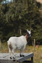 A goat stands confidently on a wooden platform in a rustic outdoor setting. The goat has a white body with dark patches on its face and neck, and it is looking directly at the camera. The background is lush with green foliage, suggesting a natural environment.