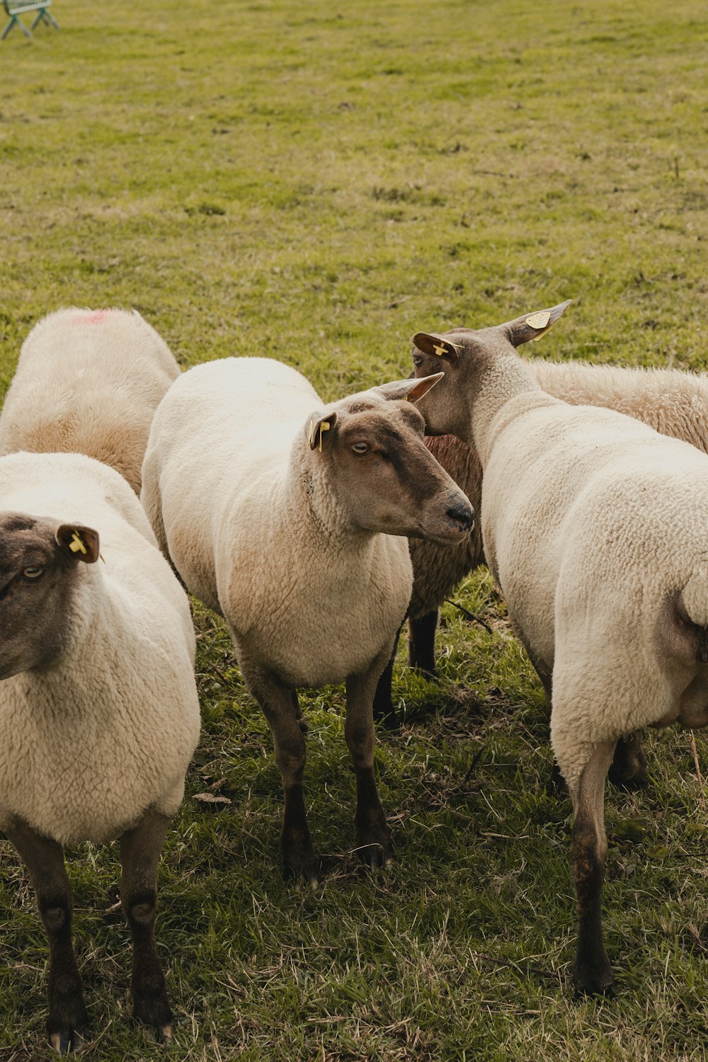 a herd of sheep standing on top of a lush green field