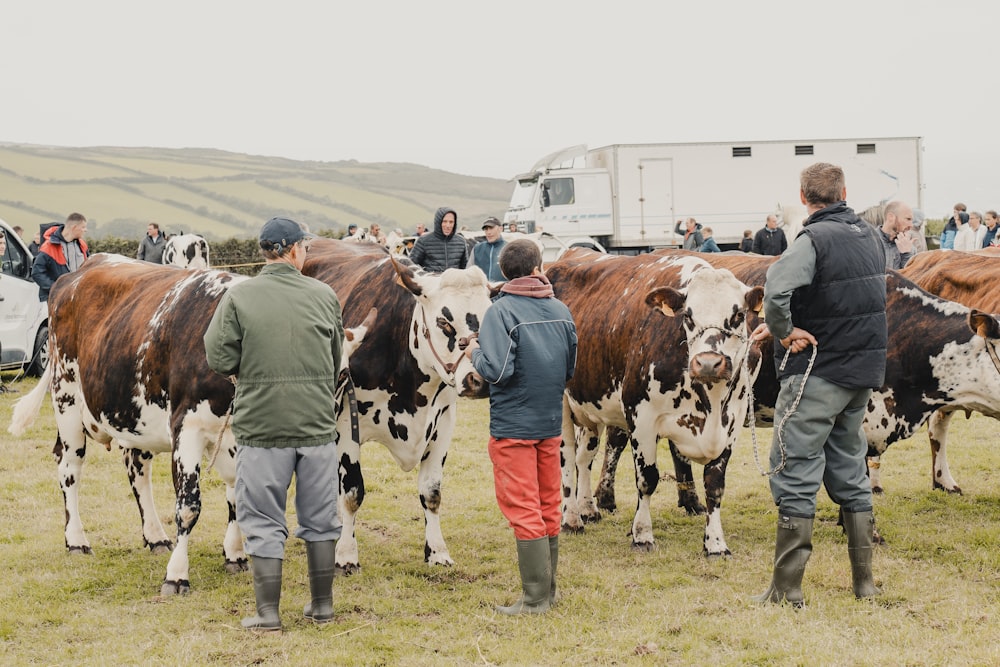 a group of people standing around a herd of cows