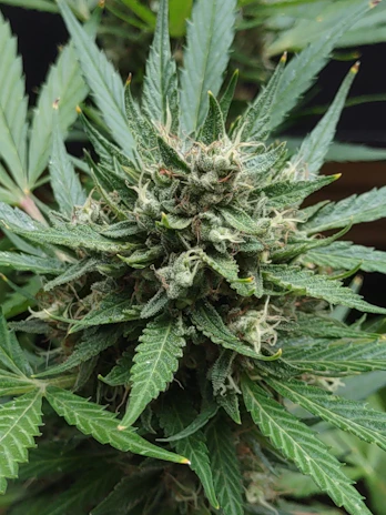 Side view of a flourishing Blue Bubblegum plant with sturdy branches and clusters of resin-coated flowers.