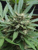 A close-up view of a cannabis plant in full bloom. The plant has dense, resinous buds covered with trichomes and surrounded by broad, serrated green leaves.