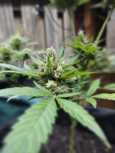 Close-up view of a cannabis plant with a focus on the buds and leaves. The plant appears healthy with vibrant green leaves and visible trichomes on the flower, indicating maturity.