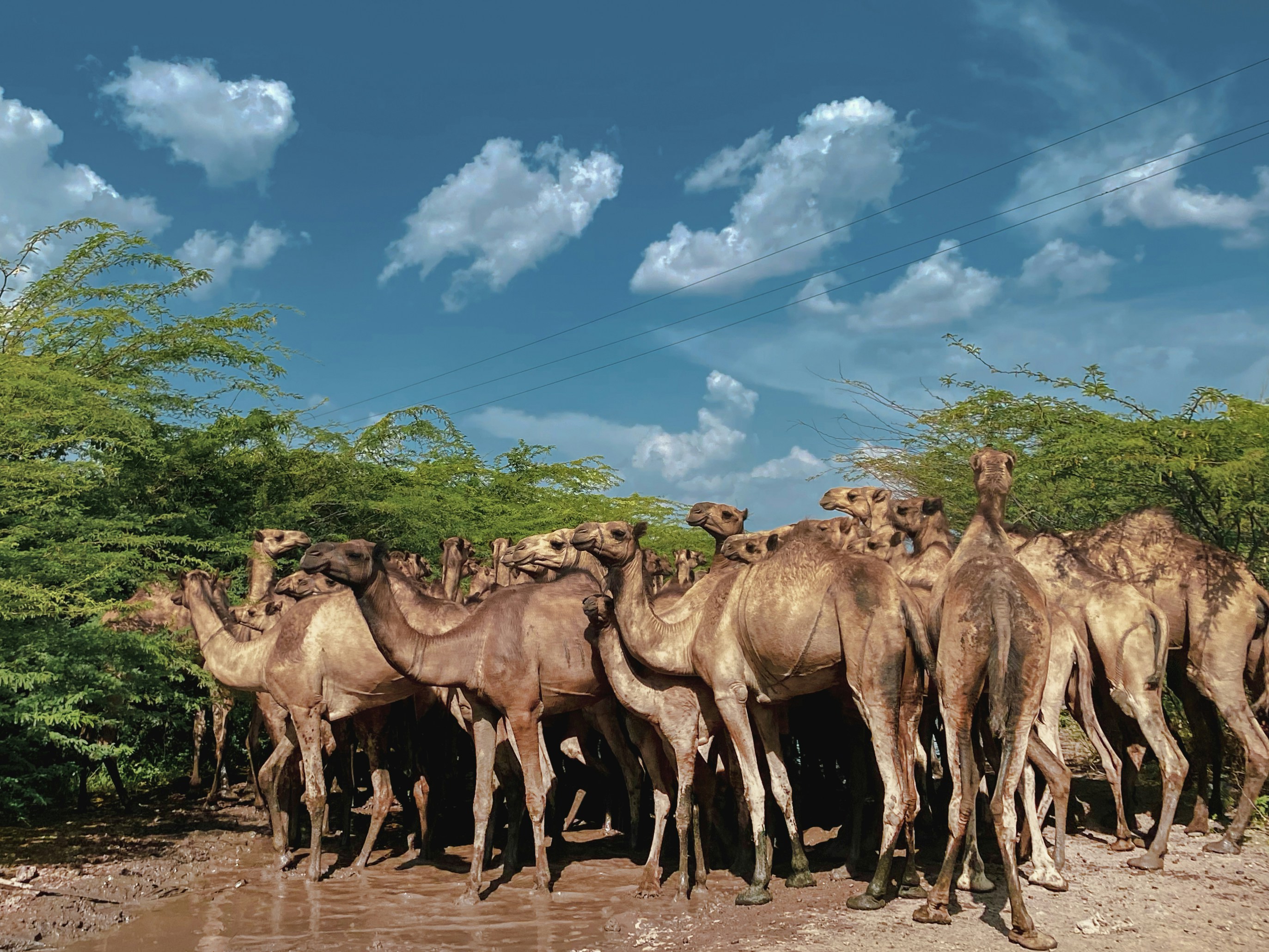 Stay online in the Ethiopia with a prepaid eSIM from eSIMlii. Instant activation, no roaming charges, and reliable coverage.