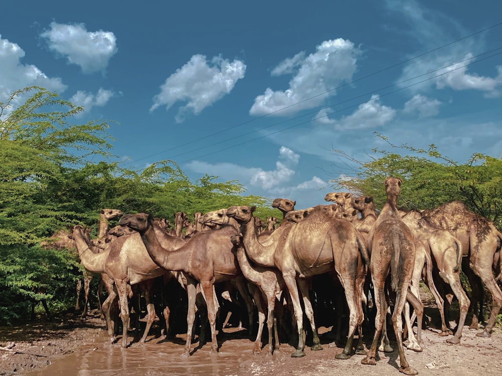 a herd of camel standing next to each other