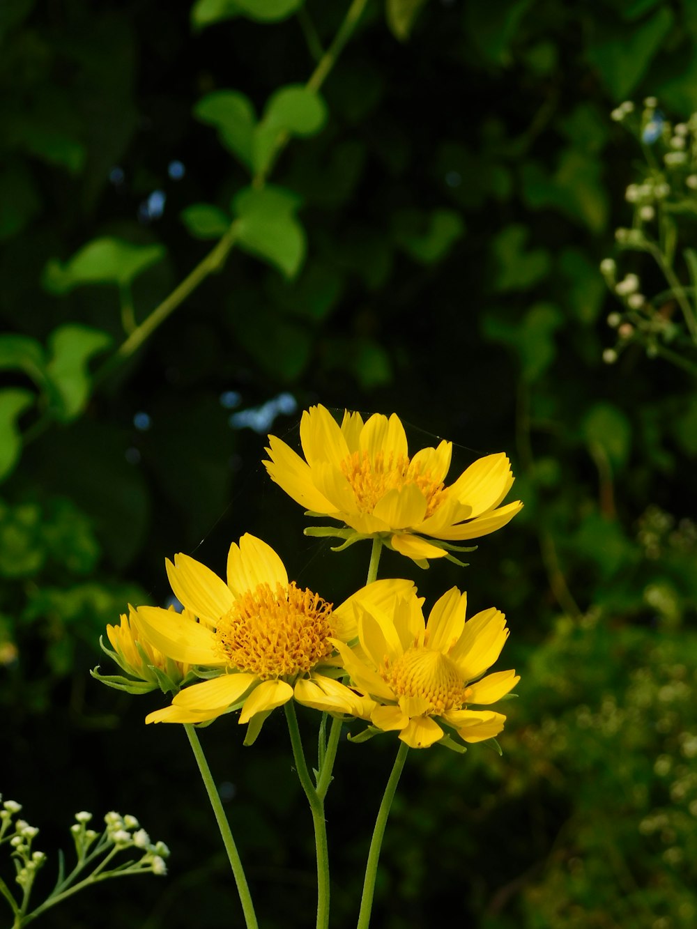 a couple of yellow flowers sitting on top of a lush green field