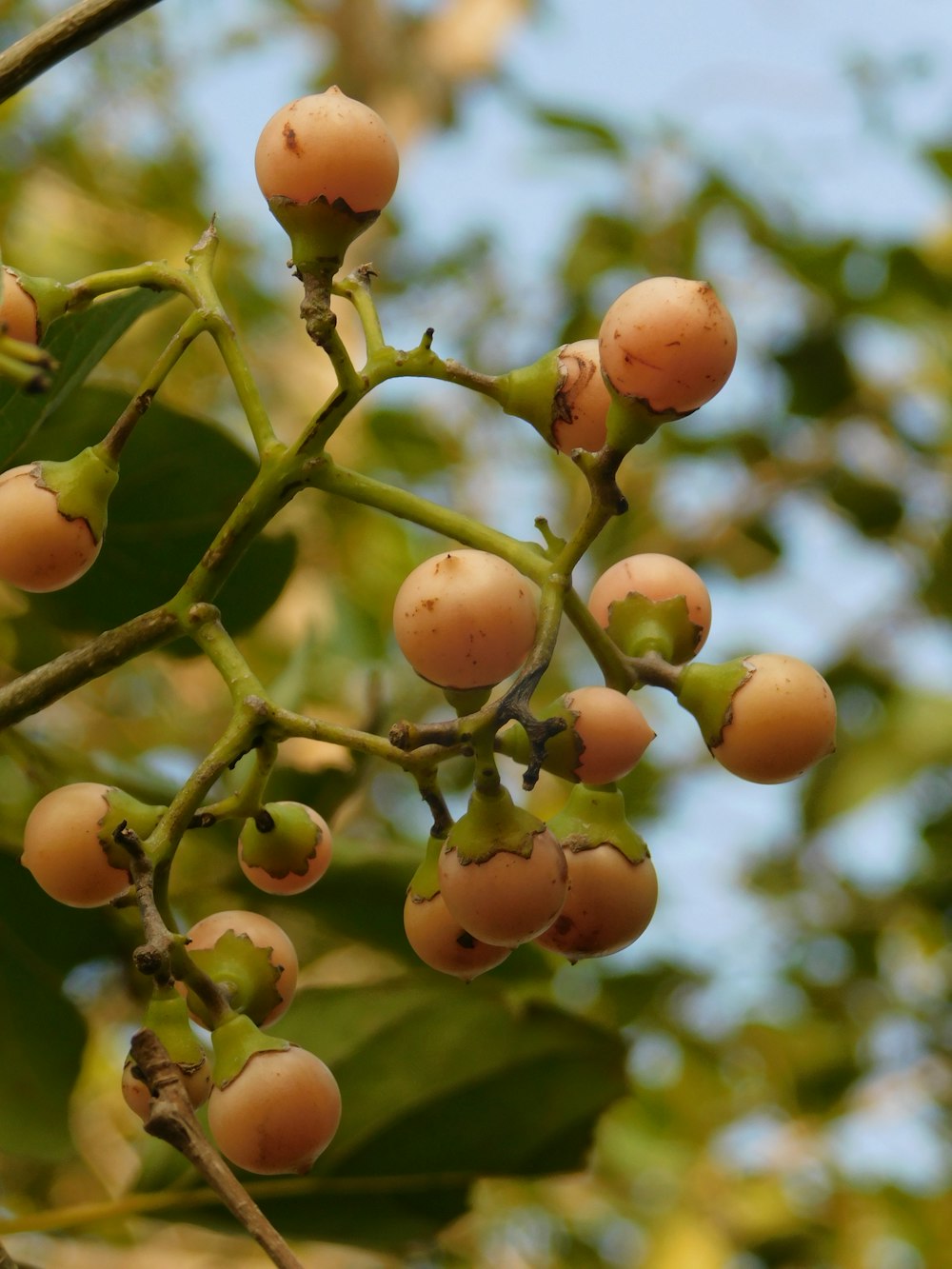 a bunch of fruit hanging from a tree branch