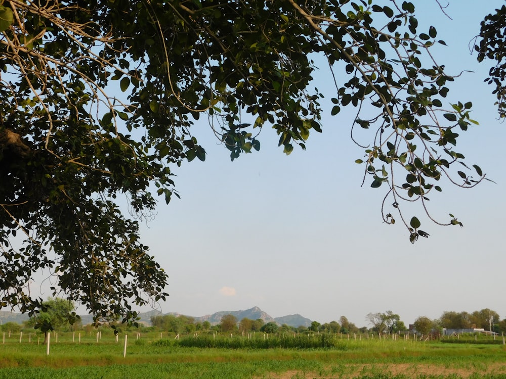 a green field with trees and a mountain in the distance