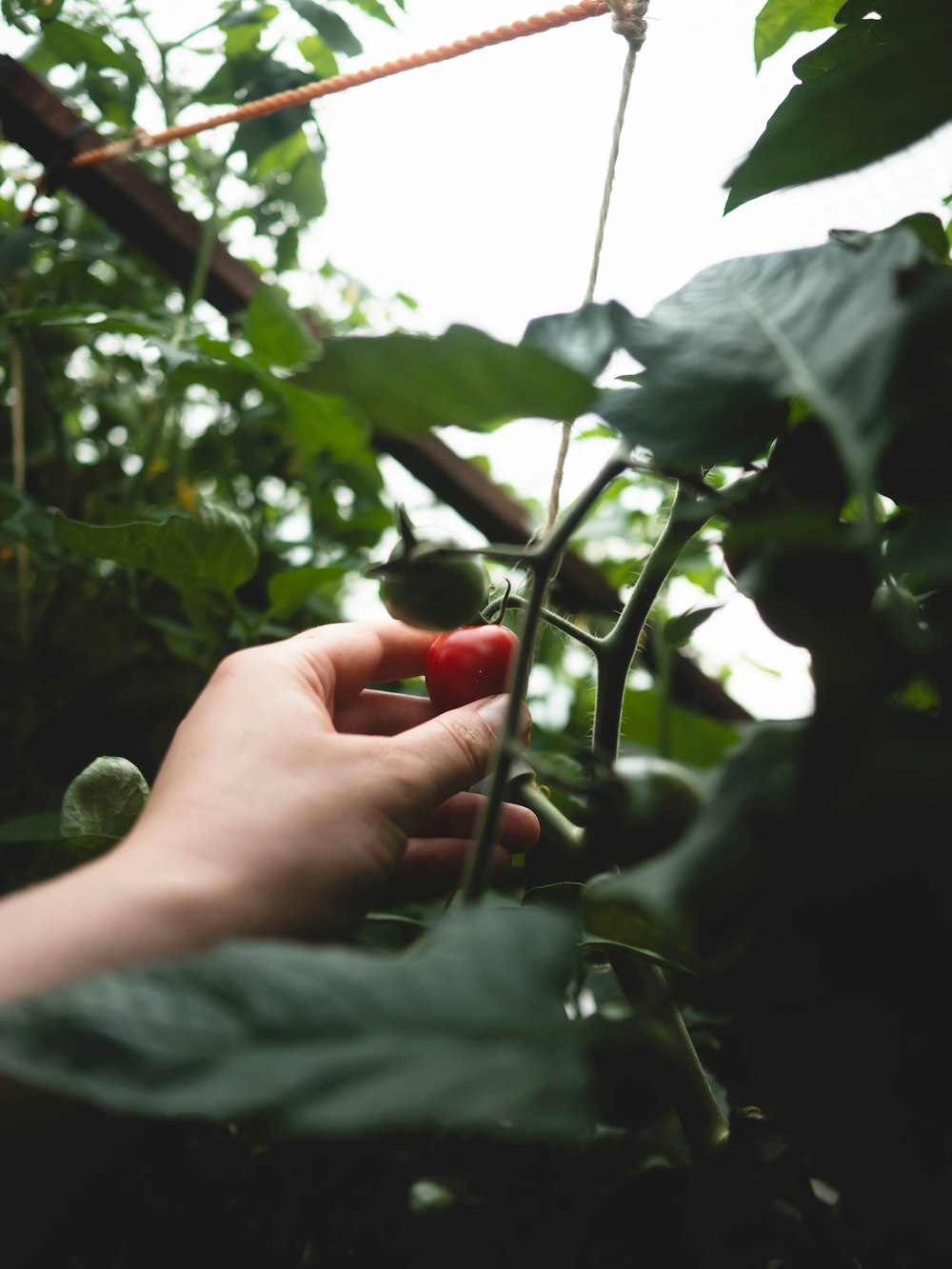 a person holding a plant in their hand