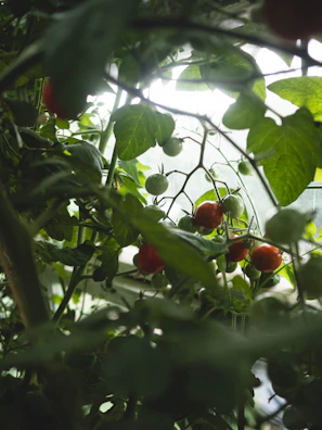 A backyard gardener harvesting ripe tomatoes under soft morning light.
