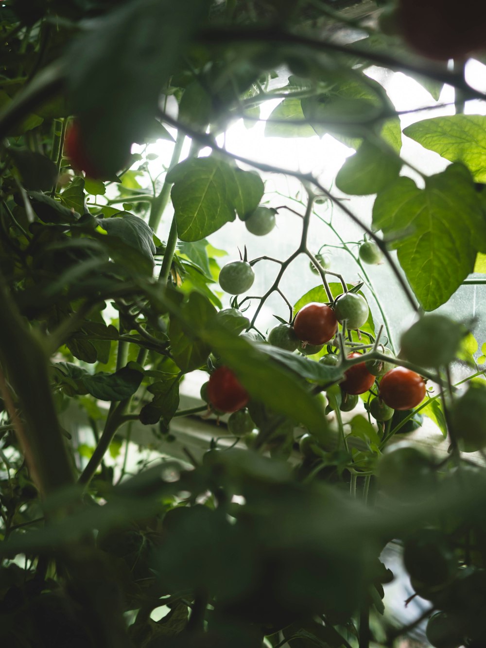 tomatoes growing on a vine in a greenhouse