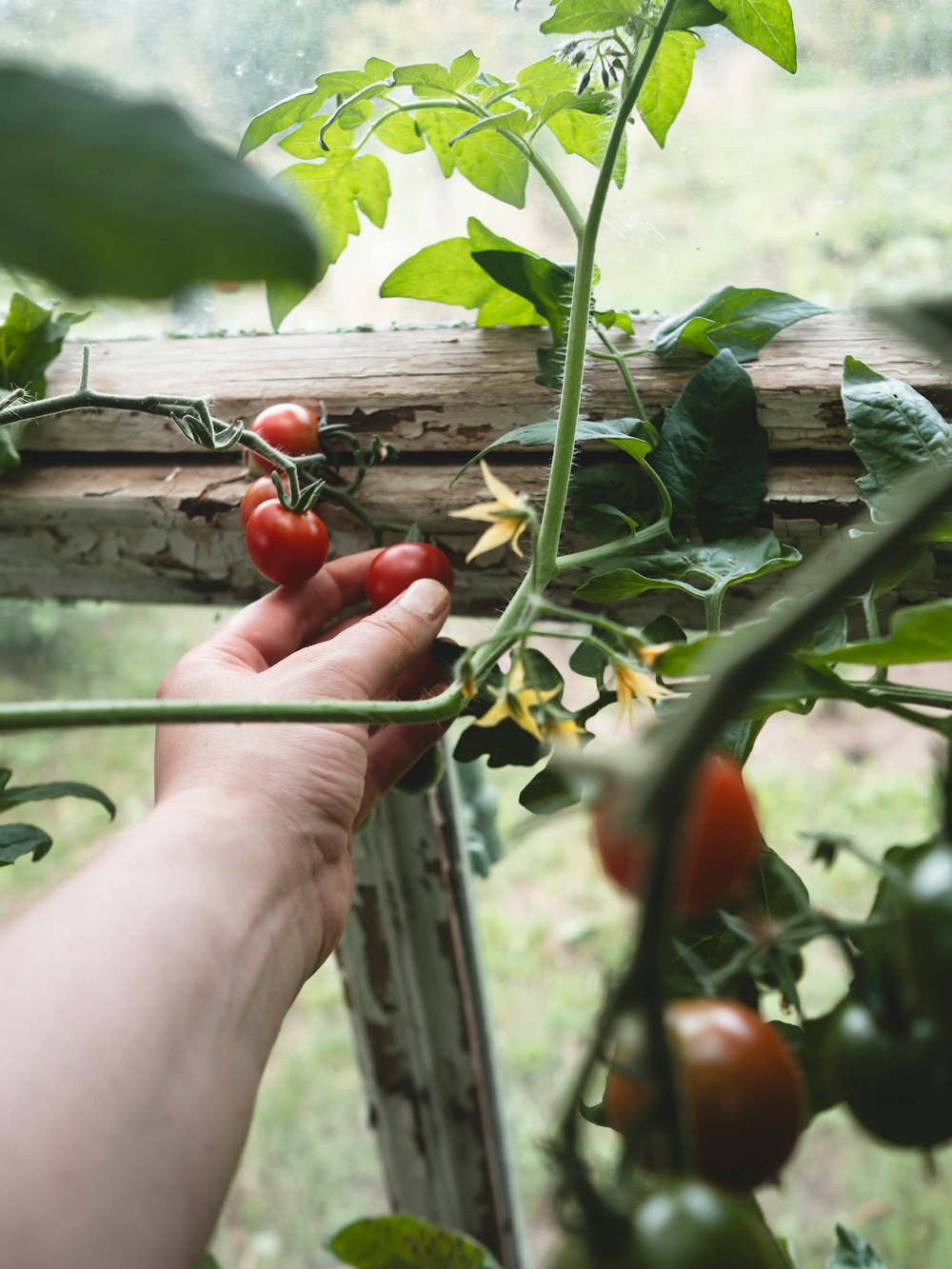 a hand reaching up to a tomato plant