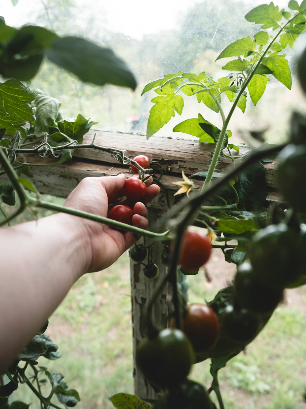 a person picking tomatoes off of a vine