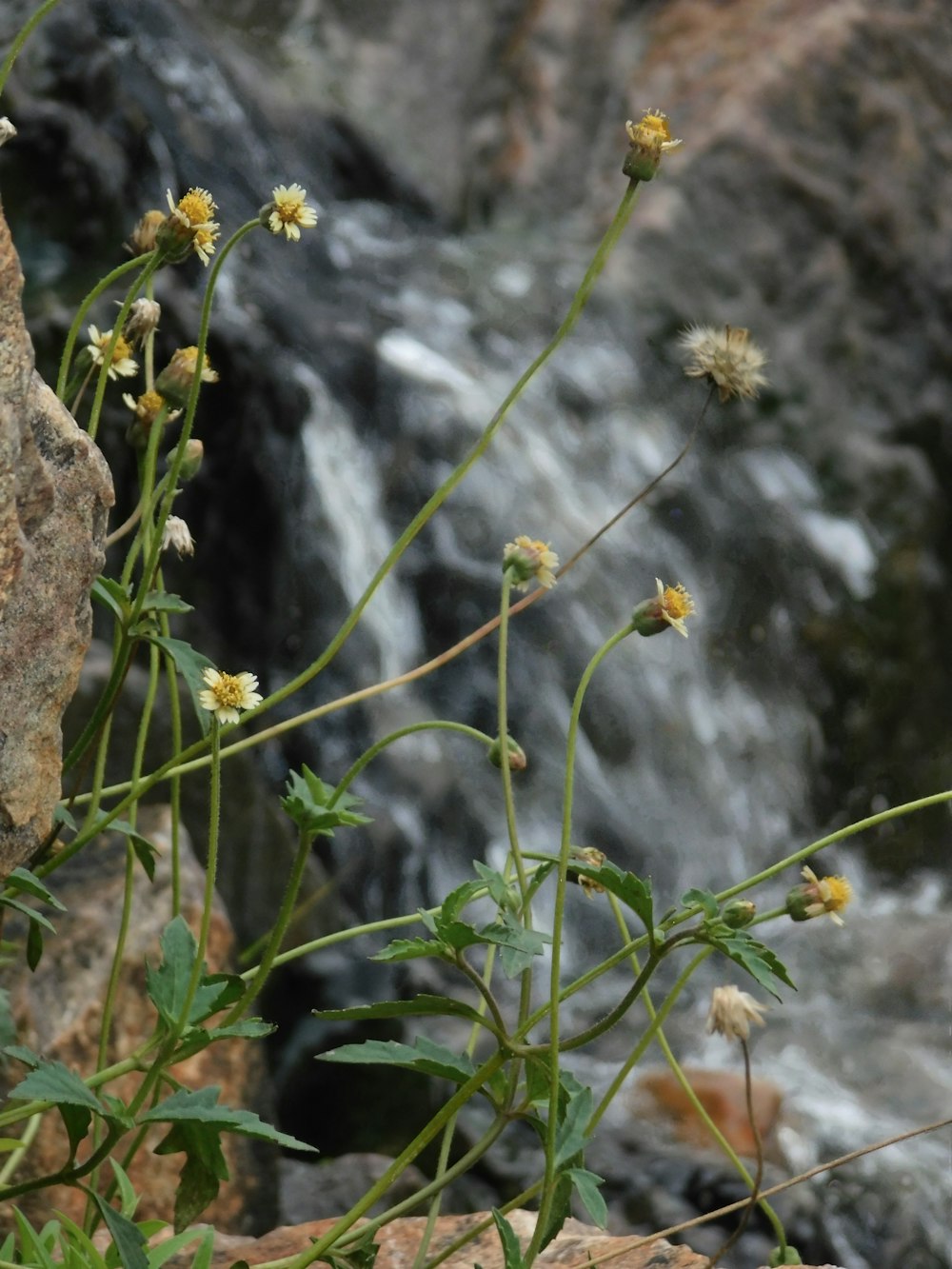 a bunch of wildflowers growing out of a rock