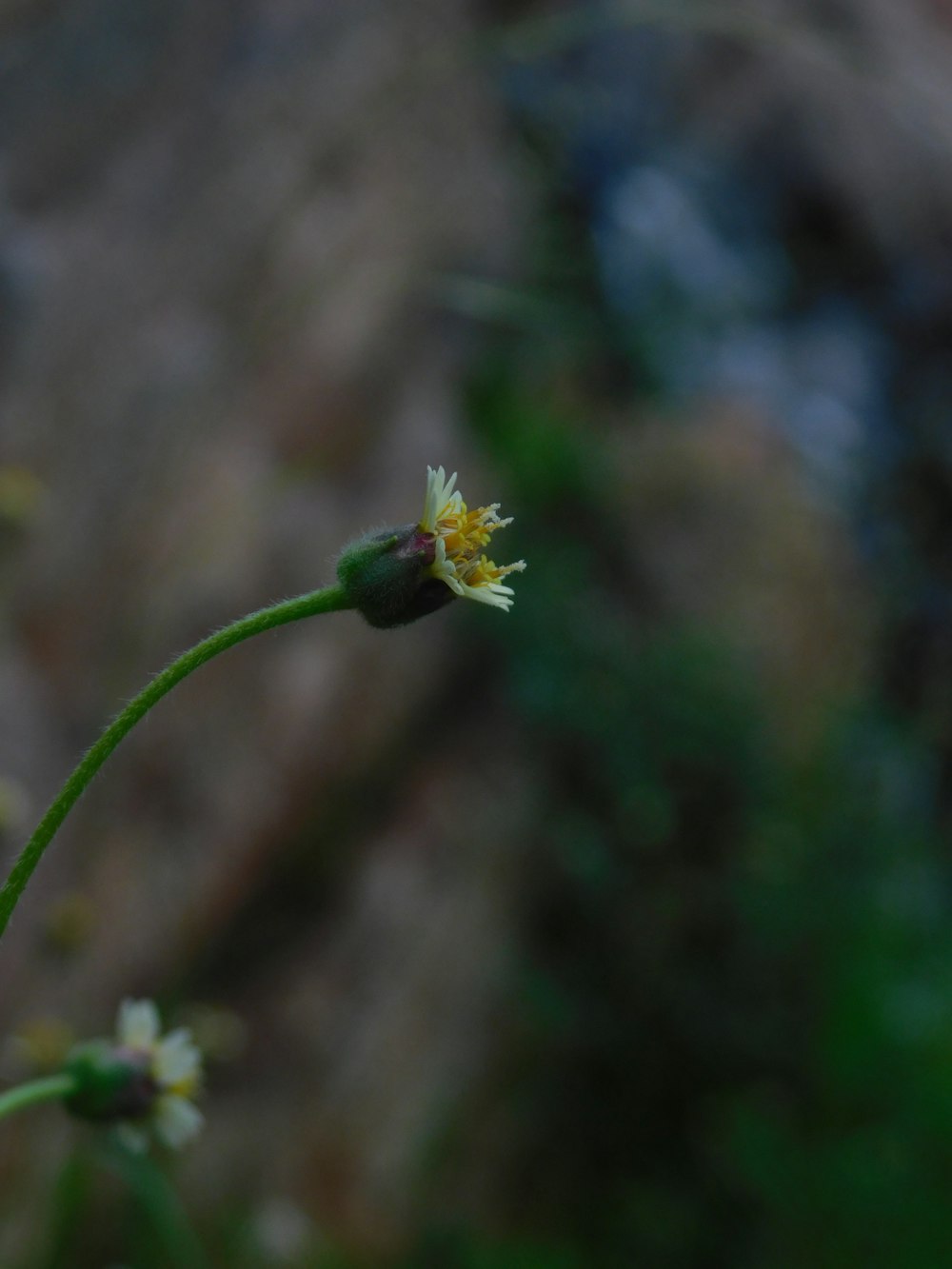 a close up of a flower with a blurry background