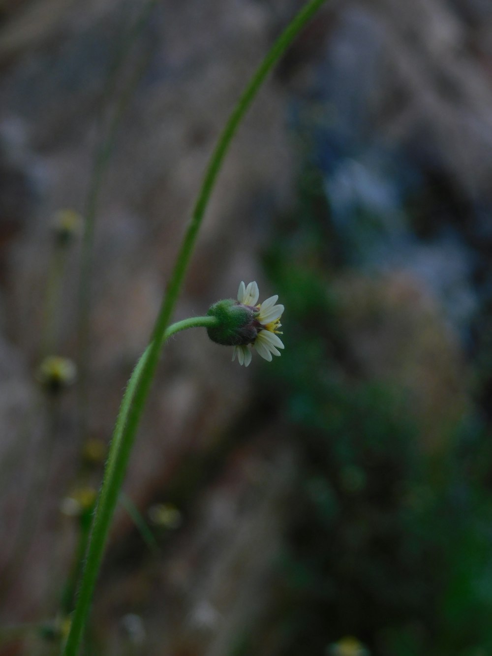 a small white flower sitting on top of a green plant