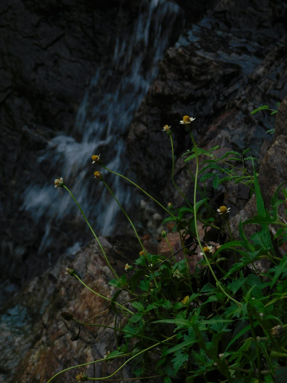 a bunch of flowers that are by a waterfall