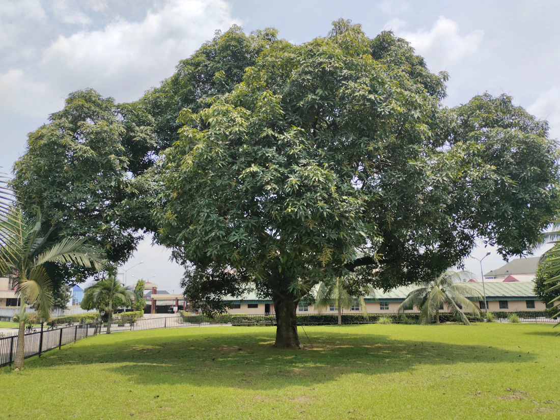 Large broad-crowned tree standing in an open green park lawn