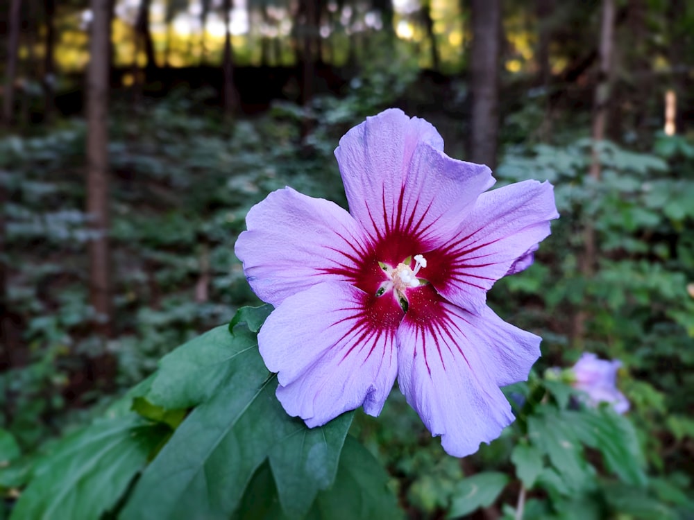 a purple flower with a red center in a forest