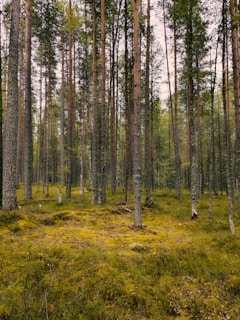 A sunlit pine forest with tall trees and a carpet of green moss.