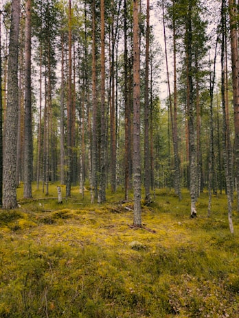 A sunlit pine forest with tall trees and a carpet of green moss.