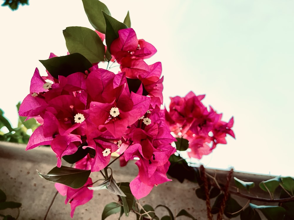 a bunch of flowers that are on a wall